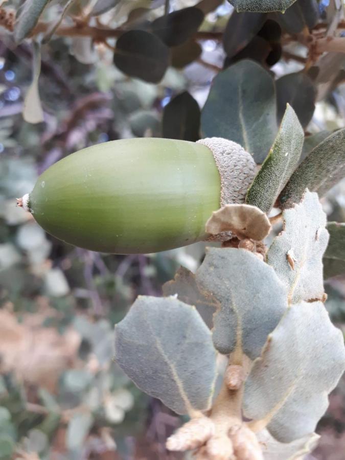 הינוחארס Agua De Mayo מראה חיצוני תמונה